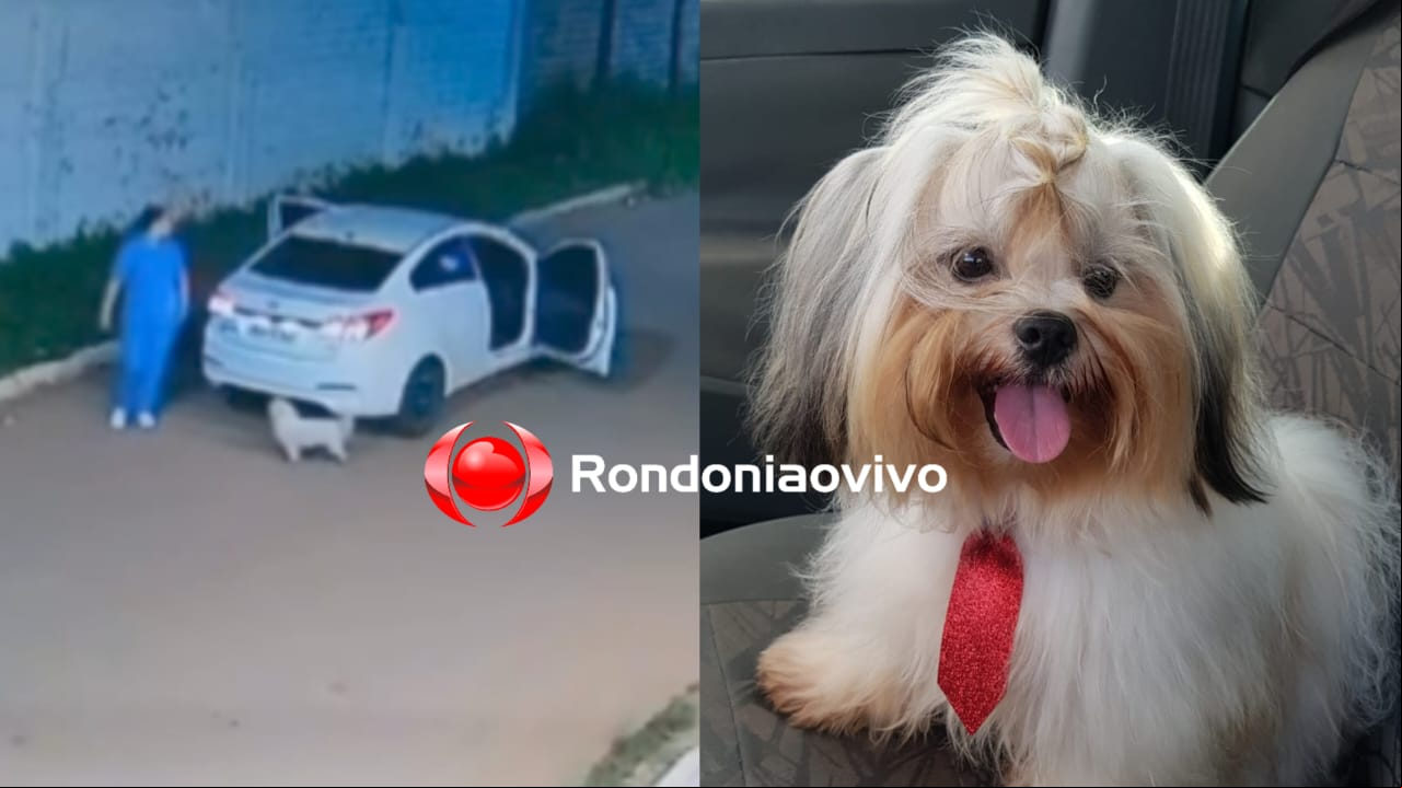 VÍDEO: Procura-se cachorrinho 'Calebe' que sumiu no bairro Lagoinha 