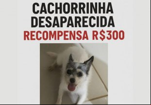 AJUDE: Paga-se recompensa para quem encontrar cachorrinha 'Melissa'