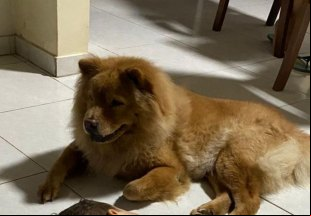 AU AU: Tutor procura por chow-chow desaparecido em Porto Velho