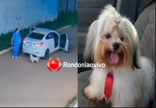 VÍDEO: Procura-se cachorrinho 'Calebe' que sumiu no bairro Lagoinha 