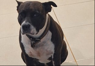 LAIKA: Pitbull desaparece no bairro Igarapé, em PVH